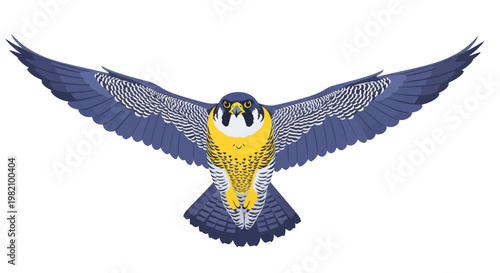 Peregrine Falcon in flight, front view, wings spread, white background