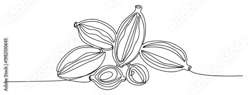 Cardamom pods and seeds for spice and seasoning minimalist continuous line art style