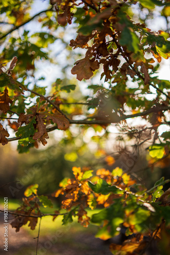 autumn leaves in the sun