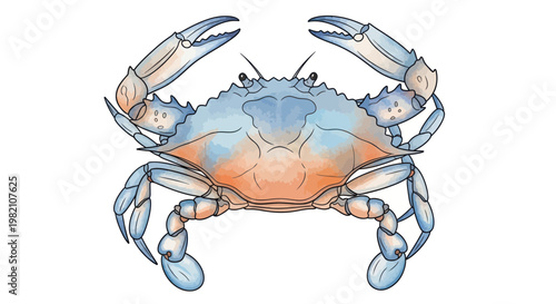 Blue Crab Illustration - Marine Life, Seafood, Ocean Creature