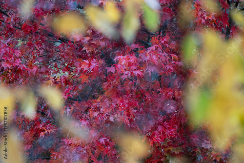 Red autumn