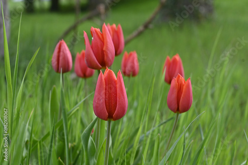 Wallpaper Mural wildtulpen Torontodigital.ca