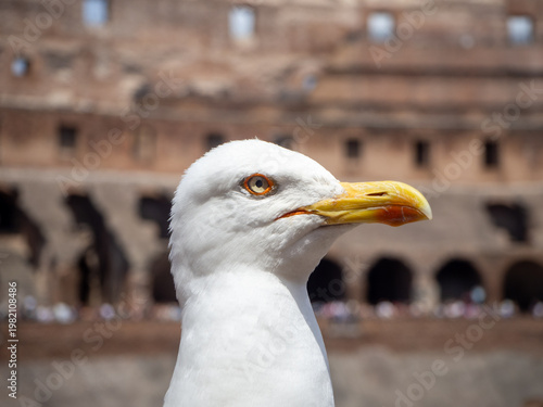 close up of a seagull