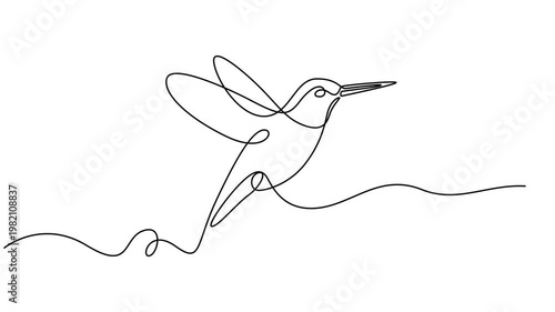 flying humming bird continuous one line drawing animation, Hummingbird. One line drawing animation. Video clip with alpha channel, Colibri bird continuous line drawing minimalist animation