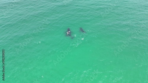 Humpback Whale Family, Mother, Calf and Male Escort Drone approaching Shot 4K Baja California Mexico