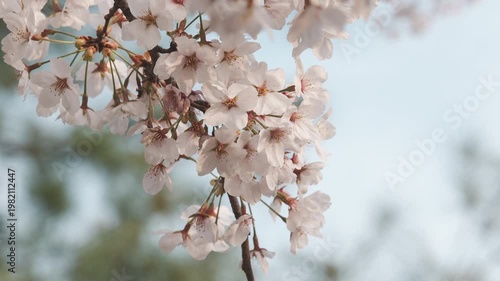 Stunning Sakura Flowers on a Tree Branch with Soft Bokeh Background