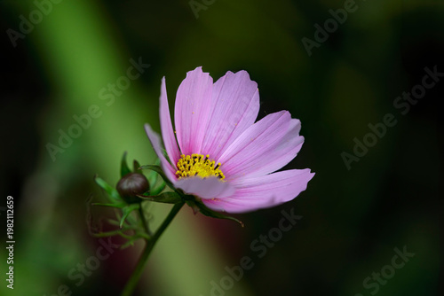 Wallpaper Mural Autumn pink flower Torontodigital.ca