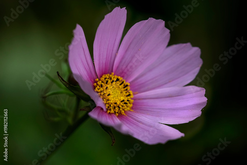 Wallpaper Mural Autumn pink flower Torontodigital.ca