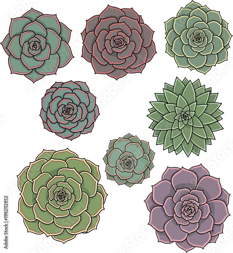 Collection of succulent plants vector illustration with home decor, low water