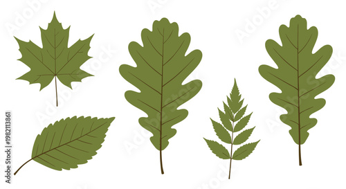 Collection of five different green leaves from deciduous trees are isolated on a white background for botanical study.