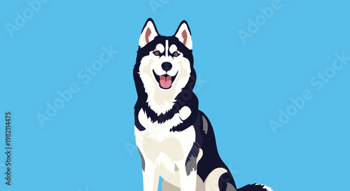 Portrait of a friendly black and white husky dog with its tongue out is centered on a solid light blue background.
