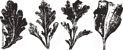 vintage botanical illustration of four lettuce leaf varieties in black ink with textured shading
