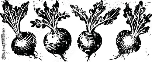 Vintage black and white illustration of four beets with leaves, root vegetables drawing