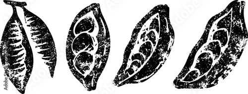 Cocoa pods and beans illustrations vintage set of cacao fruit and seeds in detailed engraving design