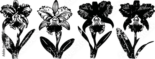 vintage botanical illustration of four orchid flowers with leaves in black and white