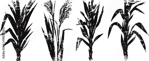 illustration of four different types of grain crops with stalks and leaves in black and white