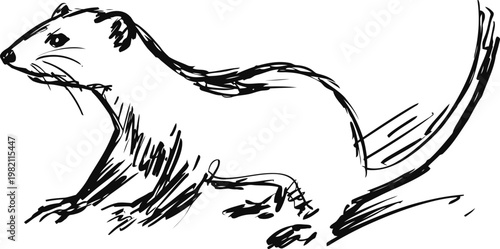 black ink sketch of a ferret standing with tail extended, simple line art drawing