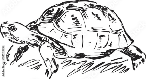 hand drawn turtle illustration walking on grass with detailed shell and limbs