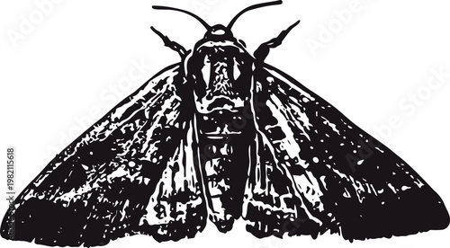Illustration of a moth with detailed wings spread wide, black and white vintage drawing