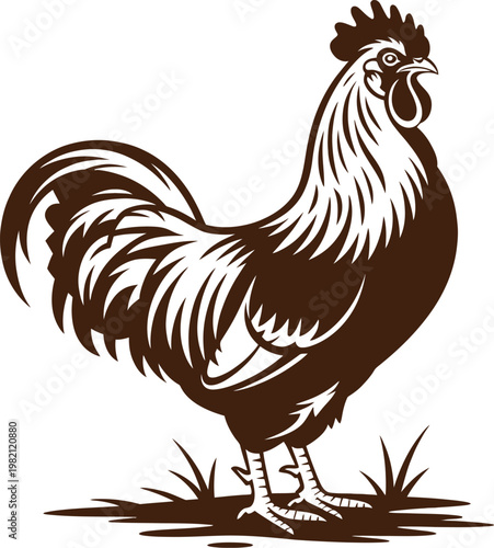Brown and white vector illustration of a rooster standing in grass representing farm life agriculture or the dawn with rooster crowing agriculture livestock