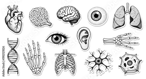 Collage of Human Anatomy Organs and Structures - Black Illustration Set