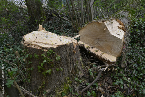 Wallpaper Mural gafällter baum Torontodigital.ca