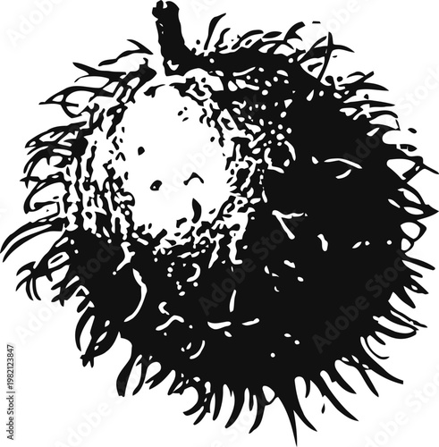 Rambutan fruit illustration with hairy spiky outer skin and smooth inner flesh detailed black and white drawing