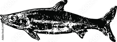 Black and white vintage illustration of a barracuda fish with detailed texture and sharp fins