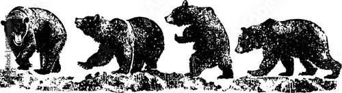 vintage engraving bears in various walking and roaring poses on textured ground