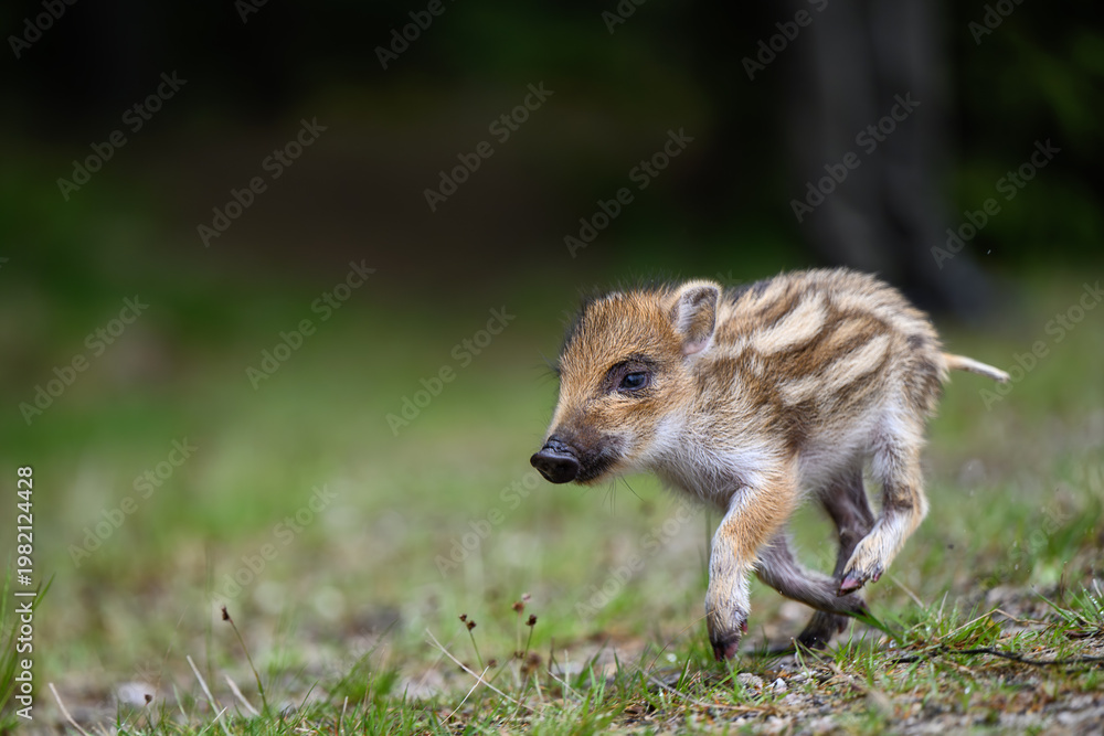 Obraz premium Cute wild boar piglet running across a grassy field in the forest
