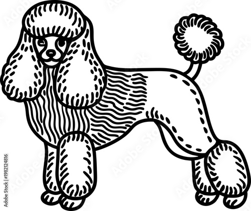 Poodle dog illustration with characteristic grooming and fluffy fur accents