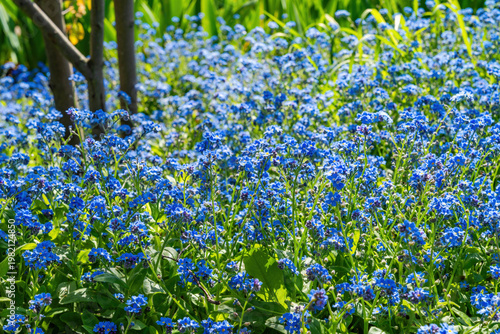 Blue Miosotis flowers, also known as forget-me-nots or Scorpion grasses.
