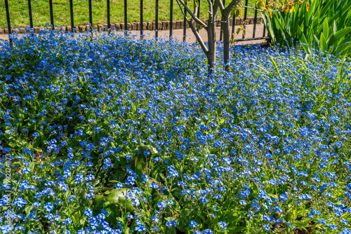 Blue Miosotis flowers, also known as forget-me-nots or Scorpion grasses.