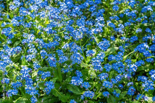 Blue Miosotis flowers, also known as forget-me-nots or Scorpion grasses.