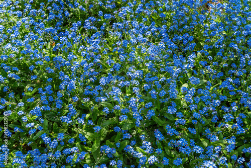 Blue Miosotis flowers, also known as forget-me-nots or Scorpion grasses.