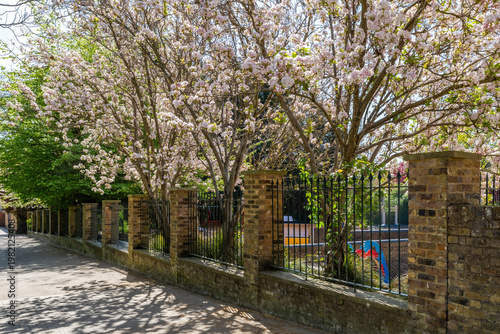 Ornamental cherry blossom trees in Holland park, London, UK