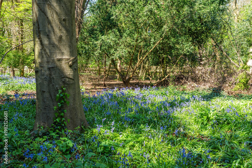 Bluebells in Holland park, London, UK