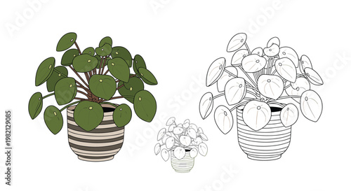 Pilea peperomioides or Chinese money plant in a striped ceramic pot illustrated in full color and two different line art styles.