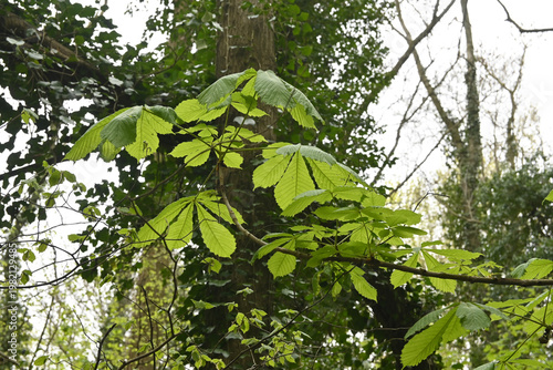 Wallpaper Mural frisches grün Torontodigital.ca