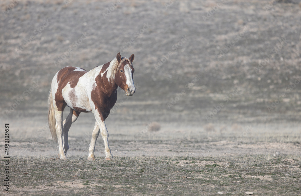 Obraz premium Wild Horse in Springtime in the Utah Desert