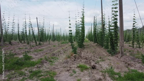 Field of young hop climbing on wire supports on poles