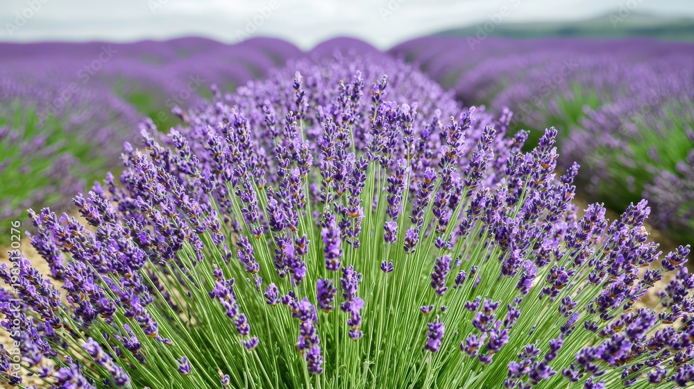 Obraz premium Lavender field serenity provence france landscape photography tranquil environment close-up viewpoint nature's beauty