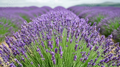 Lavender field serenity provence france landscape photography tranquil environment close-up viewpoint nature's beauty