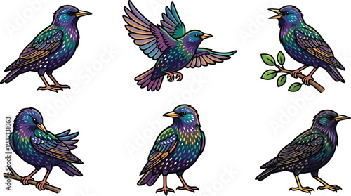 Colorful starling bird cartoon set featuring iridescent feathers, perched and flying poses, detailed wildlife illustration in vibrant flat vector style