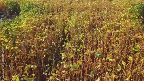 Soybean stems with ripening pods on field, aerial view