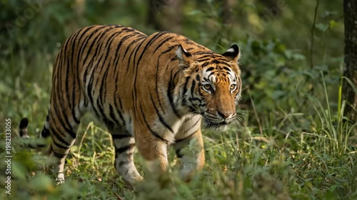 Majestic Tiger Walking Through Lush Green Forest Undergrowth.