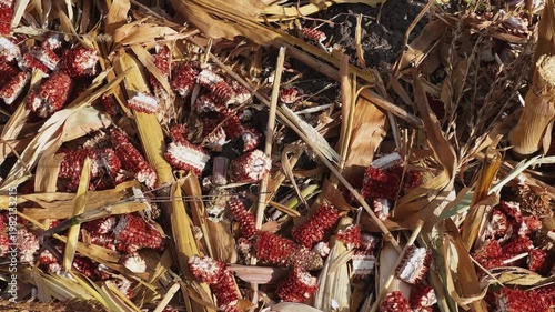 Shredded stems and corncobs on corn field after a harvesting