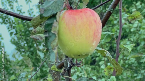 Yellow apple covered with dew on branch in rainy day