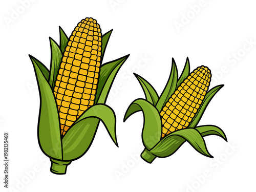 Fresh Sweet Corn Cobs with Green Husks Illustration