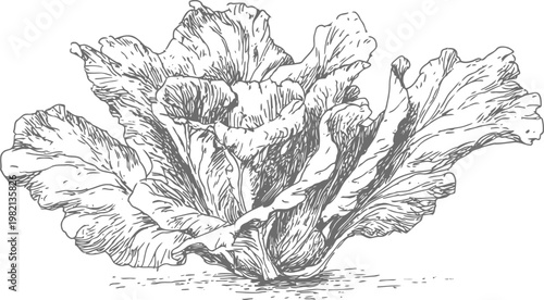 Detailed vintage lettuce illustration hand drawn leafy vegetable engraved sketch on white background